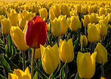 Yellow Red Tulip Field