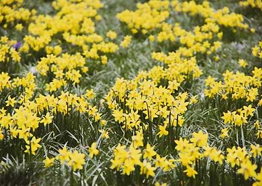 Daffodil flower no 15