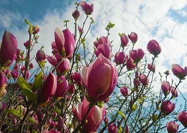 Magnolia in bloom