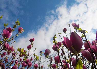 Magnolia flowers