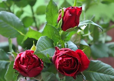 Three Roses