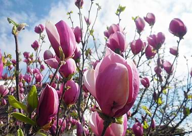 Magnolia and the sky