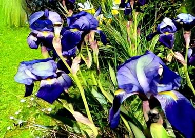Garden Iris