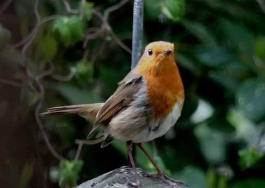 Cute Robin Bird