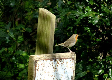 Robin