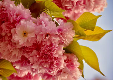 Cherry Blossom Bunch 1