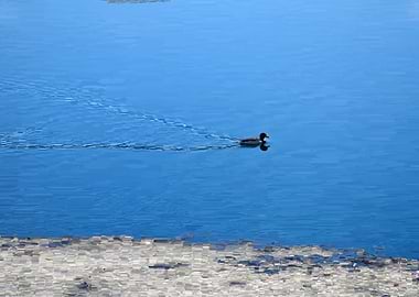 Migratory wild Mallard