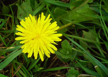 Dandelion 1