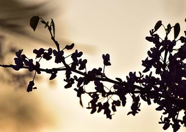 Cherry Blossom 3 Sunset