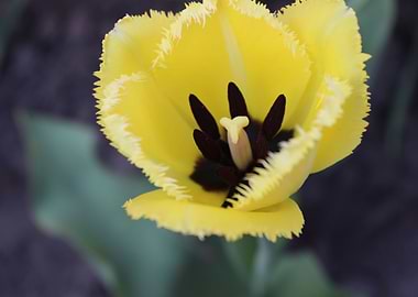 Tulip
