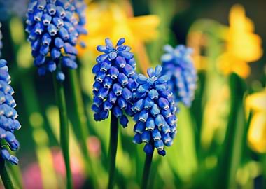 Muscari Blossom Bloom
