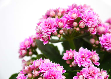 Pink Flowers