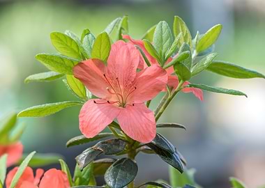 orange azalea