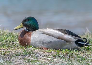 cute duck rest on meadow