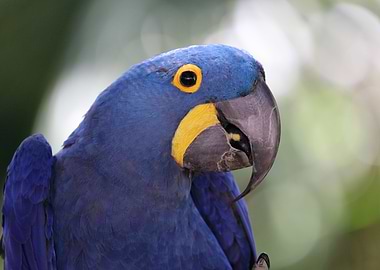 Hyacinth Macaw