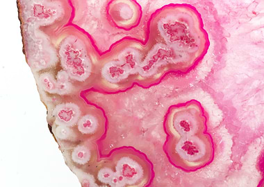 Bacterial colonies Agate