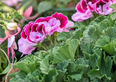geranium in bloom in the