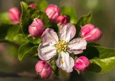 Apple Blossom Flowers