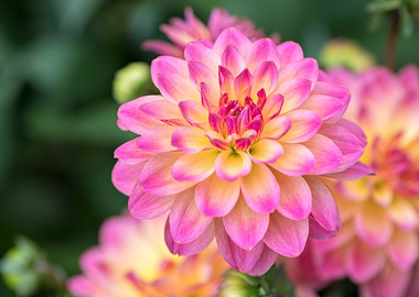 dahlia in bloom