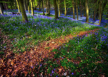 Bluebell Wood in Margam