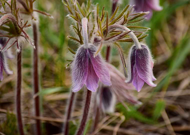 Pasque flower