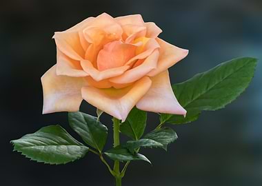 beautiful rose on texture