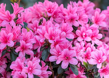 pink azalea in the garden