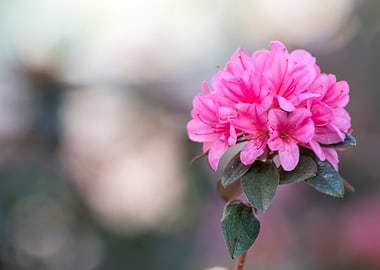 pink azalea in the garden