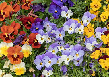 violet in the garden