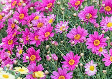 pink daisy in bloom