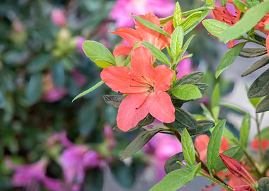 orange azalea