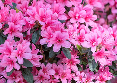 pink azalea in the garden