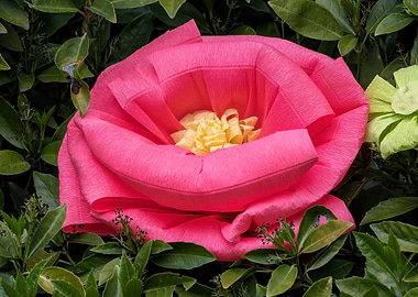 handmade papier flower