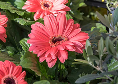 gerbera daisy in the vase