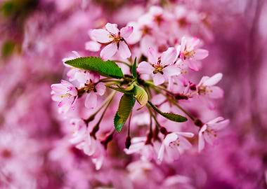 Cherry Blossom Sakura