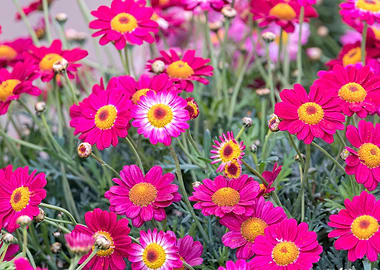 pink daisy in bloom