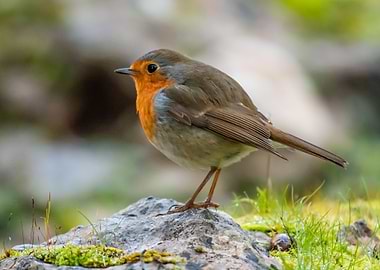 Winter robin