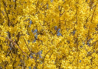yellow forsythia in bloom