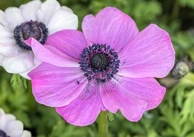 cultivated poppy