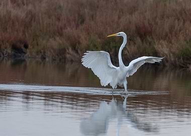 Egret streching