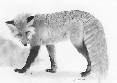 Fox in Winter