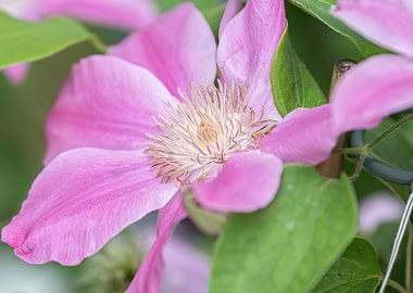 clemantis flower in bloom