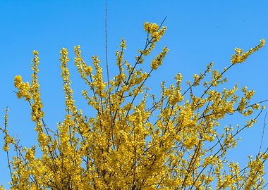 yellow forsythia in bloom