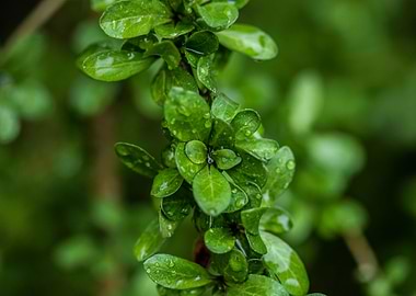 Green After the Rain