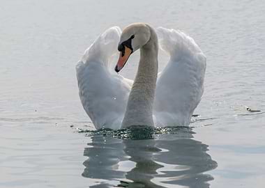 cute swan on lake