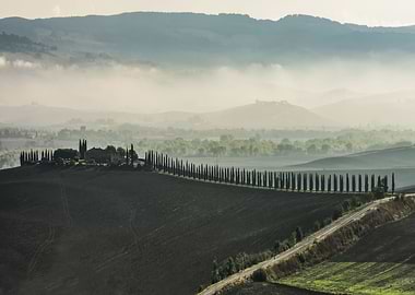 Romantic cypresses alley