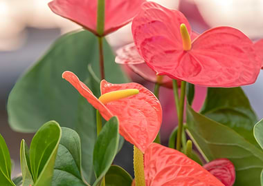 red anthurium in the vase