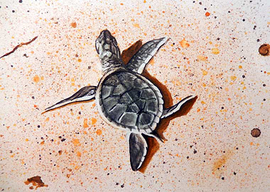 Sea Turtle