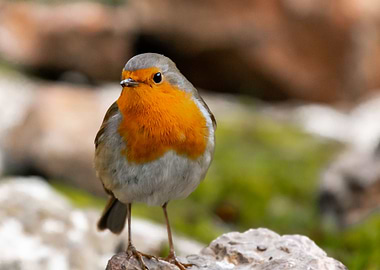 Robin on rock