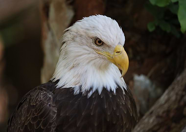 Majestic Bald Eagle